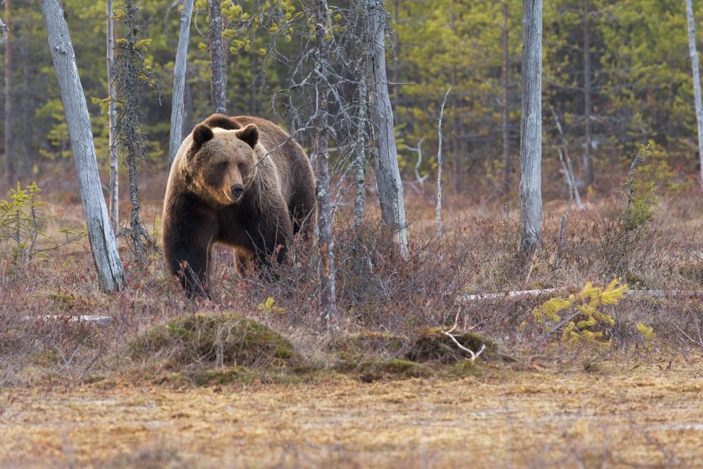 Top 5 Best Bear Spray 2020 Reviews – Buyer’s Guide - Hunt Sharp